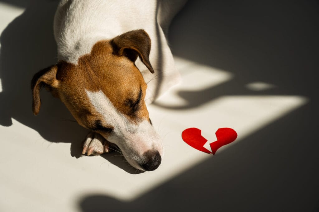 dog laying down on the floor next to broken heard Separation divorce family law Pet Custody Low in Ontario